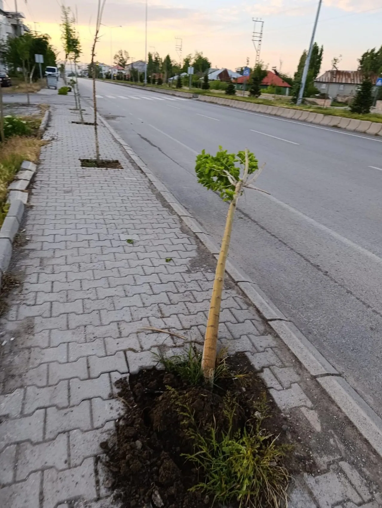 Patnos sokaklarındaki fidanları kıran şüpheli yakalandı