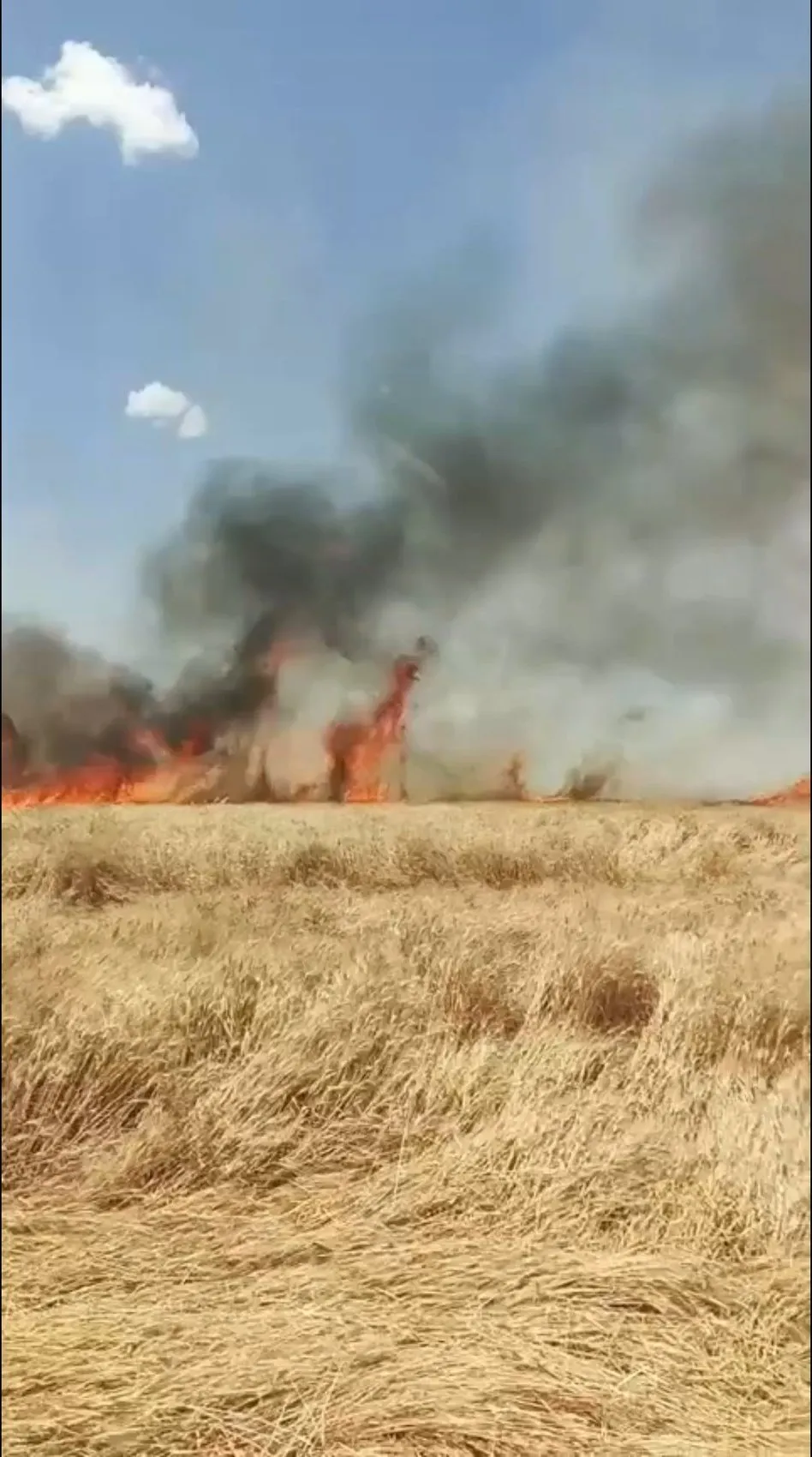 Mardin’de 300 dönüm tarla küle döndü