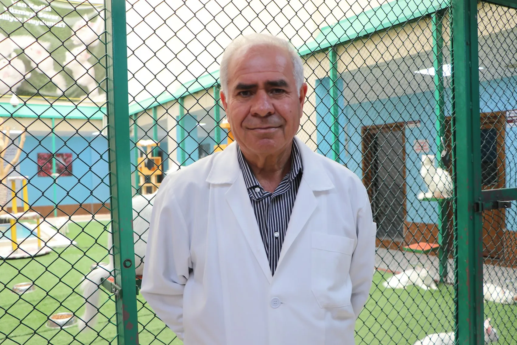 Van Kedileri İçin Hareketli Günler Başladı