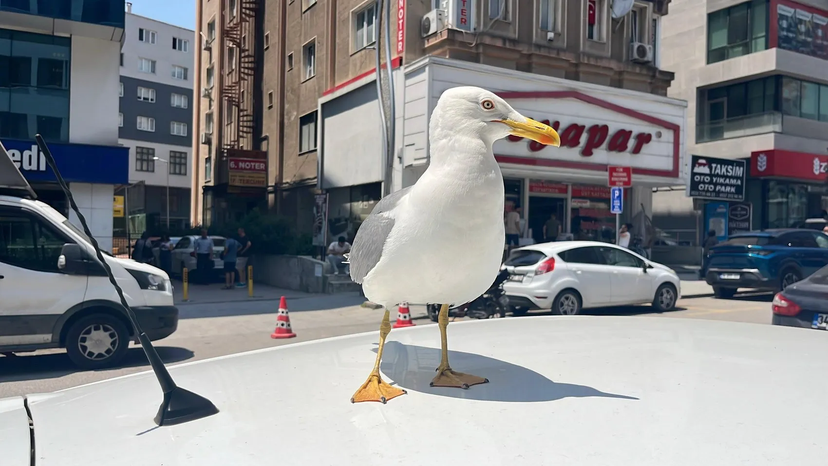 Gebze’deki kebapçının çatısından inen martı Pamuk mahalleli oldu