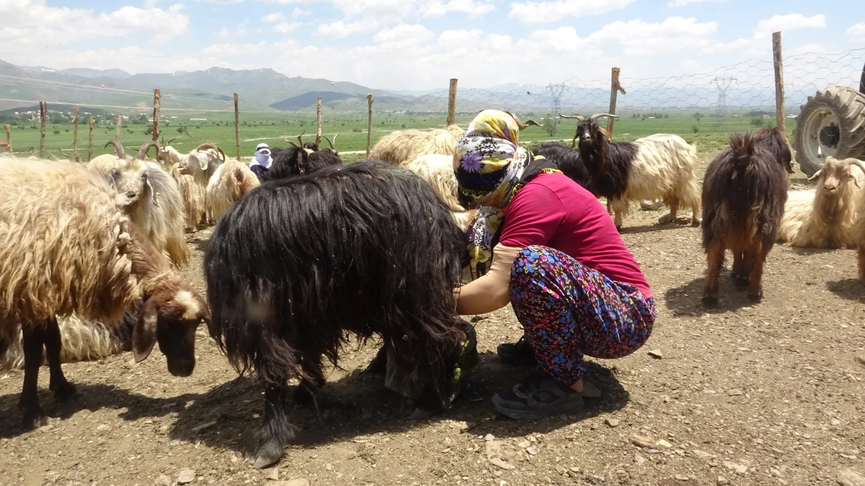 Yüksekova'da berivanlar gün ağarmadan yayla yoluna düşüyor