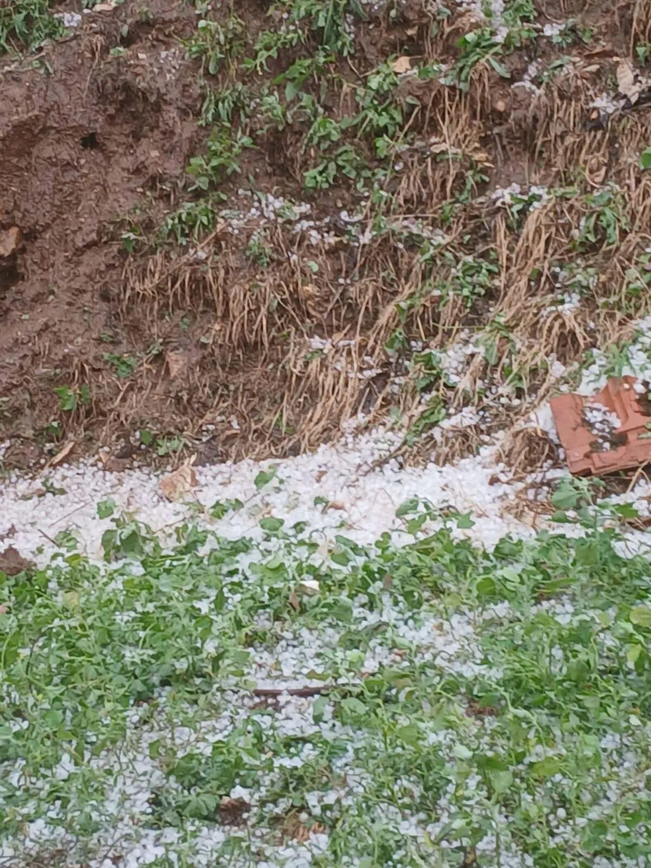 Manisa Alaşehir’de dolu yağışı üreticiyi vurdu