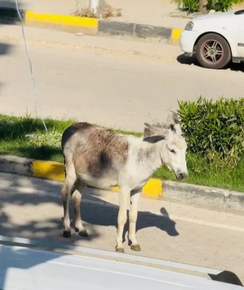 Ergani trafiğini bir eşek durdurdu