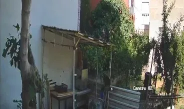 İzmitli öğretmenin tavuk yumurtalarını çalan karga kameraya yakalandı