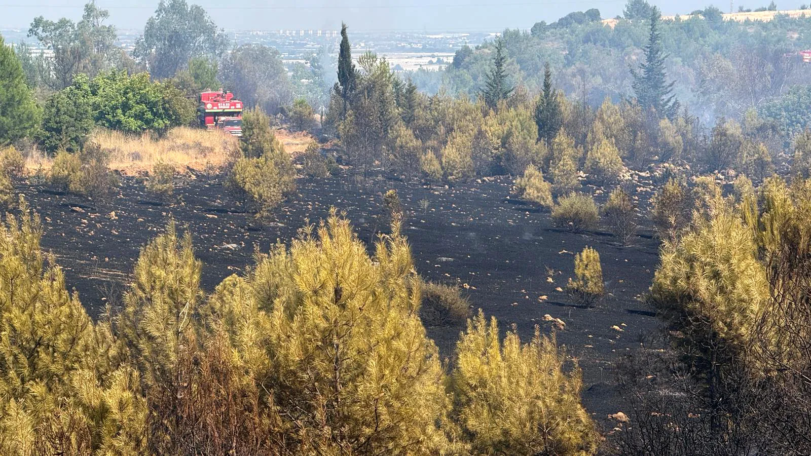 Antalya Aksu'da orman yangını korkuttu