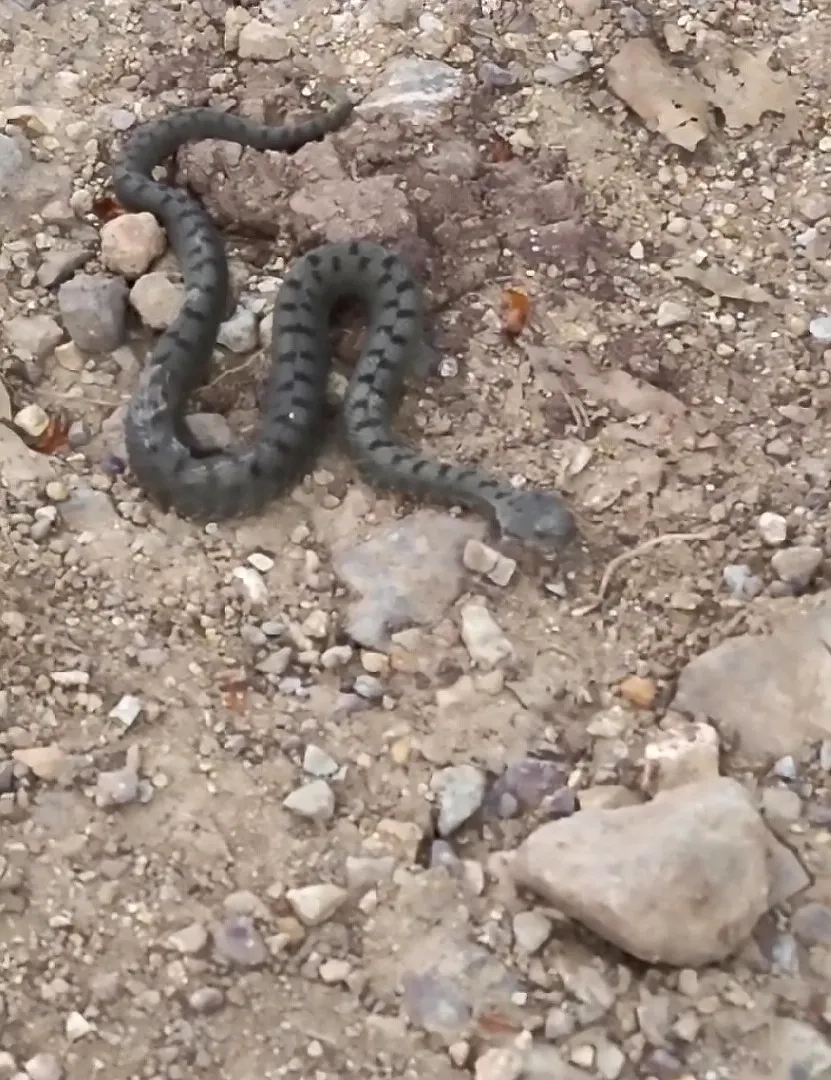 Sivas dağlarında nadir görülen zehirli engerek görüntülendi