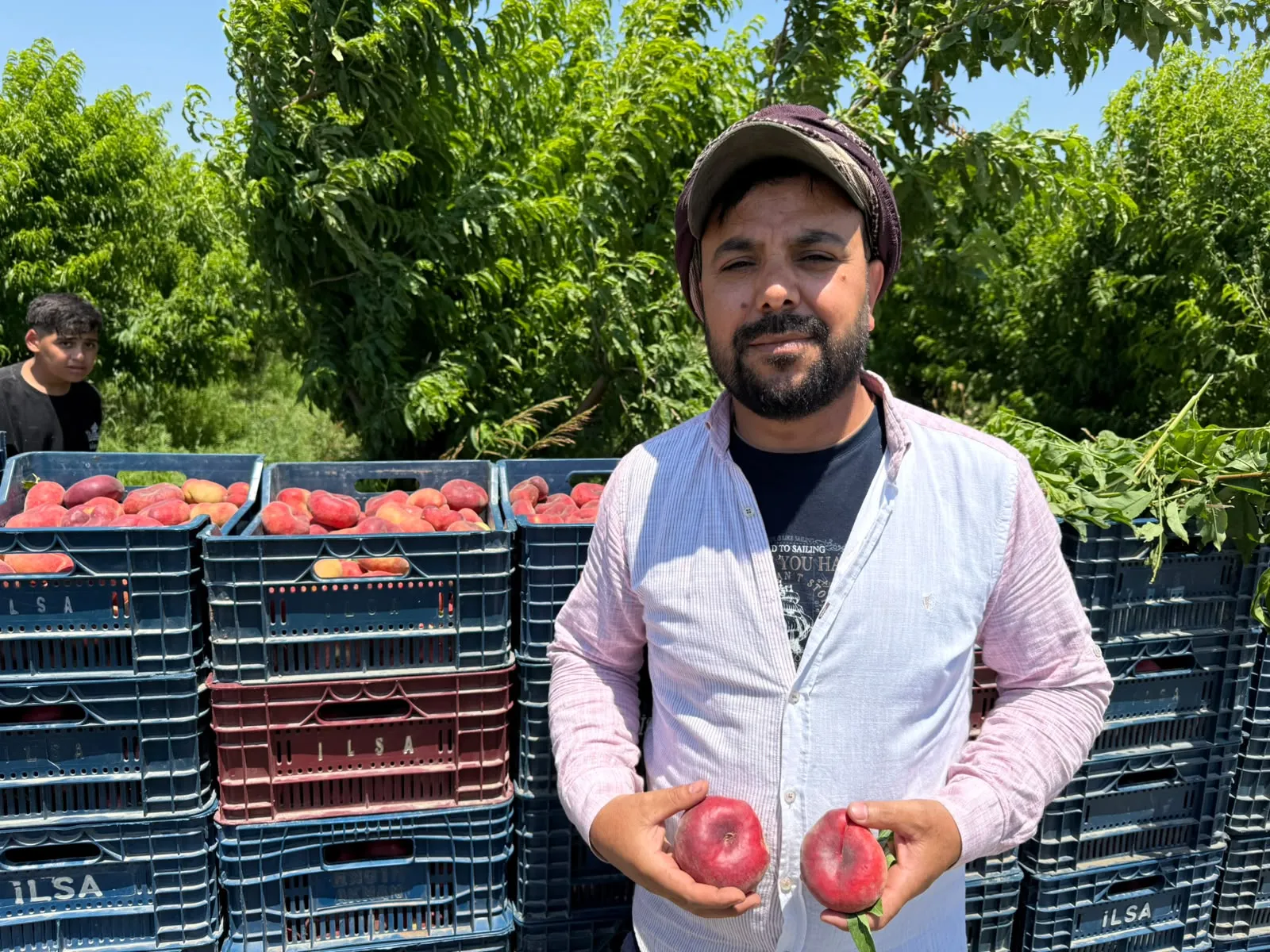 Hatay'da üreticinin 15 liraya sattığı şeftali pazarda 60 lira
