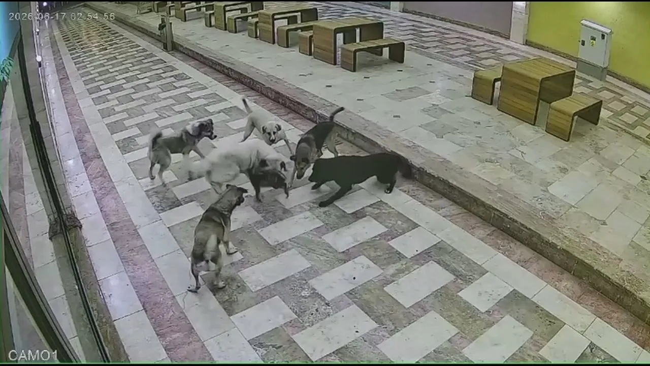 İskenderun çarşısında 6 köpeğin saldırısına uğrayan kedi can verdi