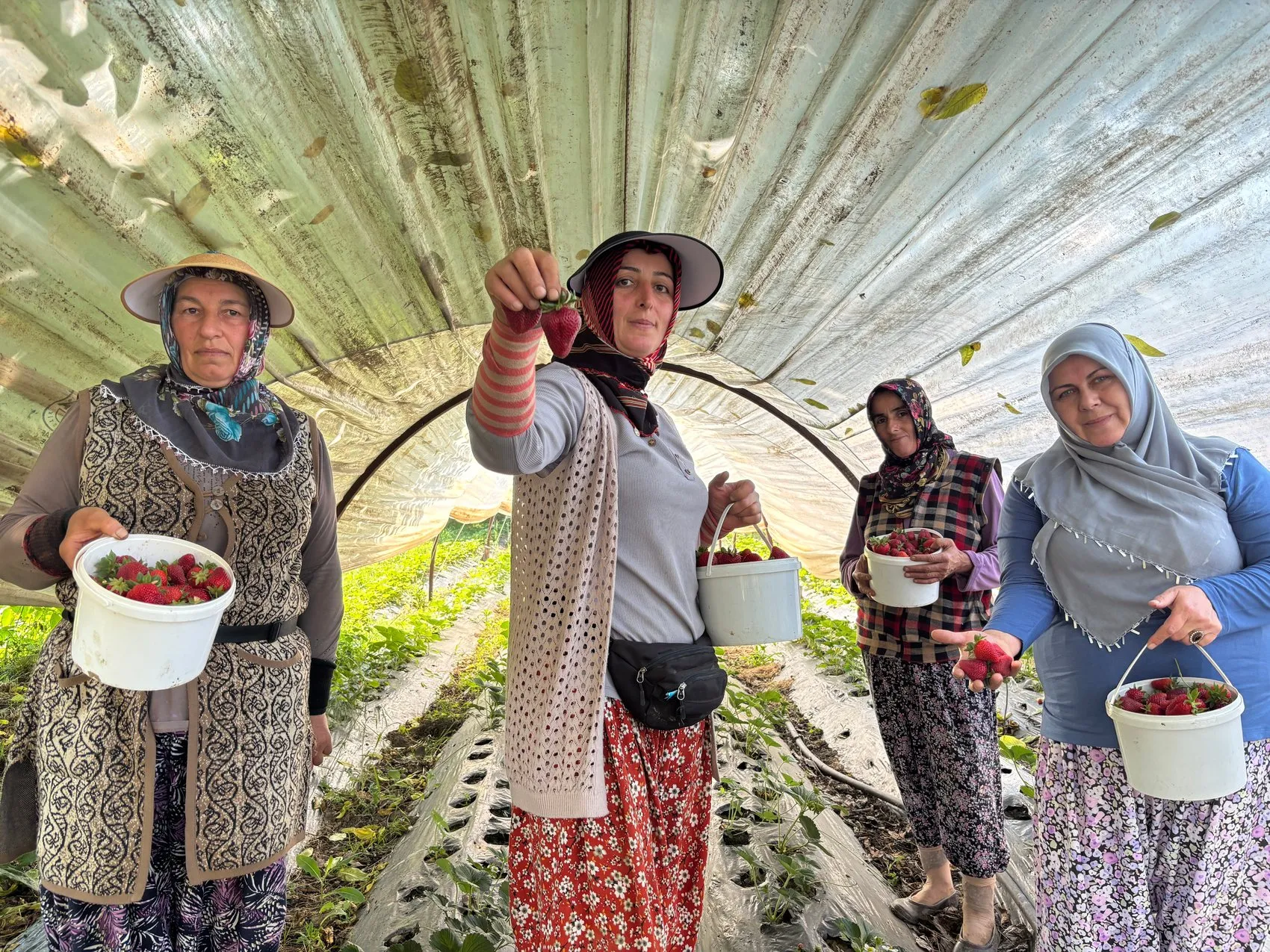 Bursa Kestel’de çilek hasadı tarlada 170 liradan başladı