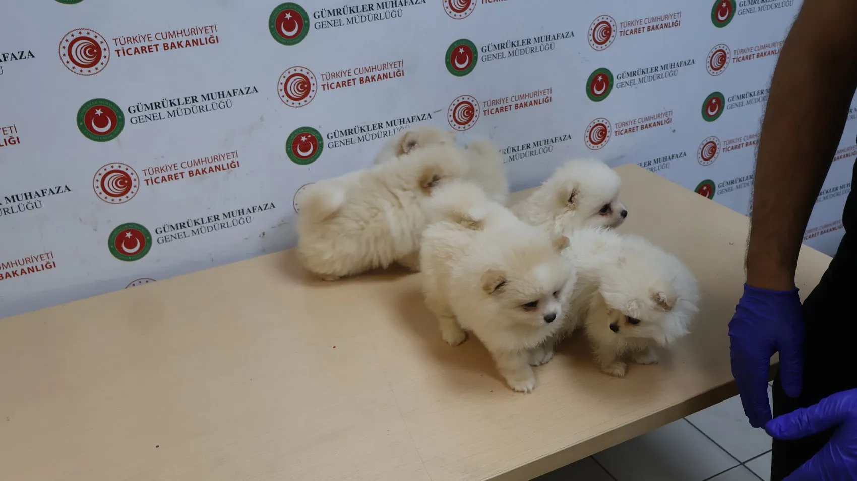 Kapıkule sınırında kaçak köpek operasyonu