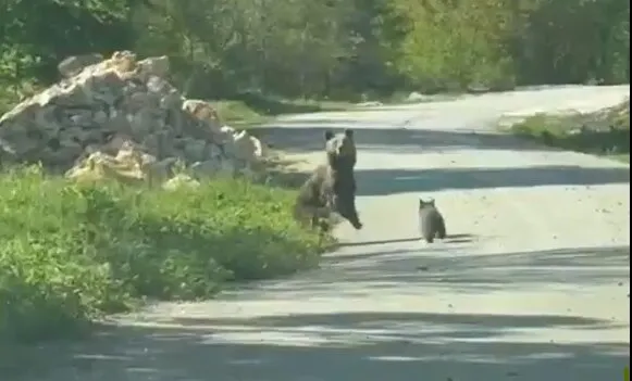 Düzce yollarında beklenmedik misafirler