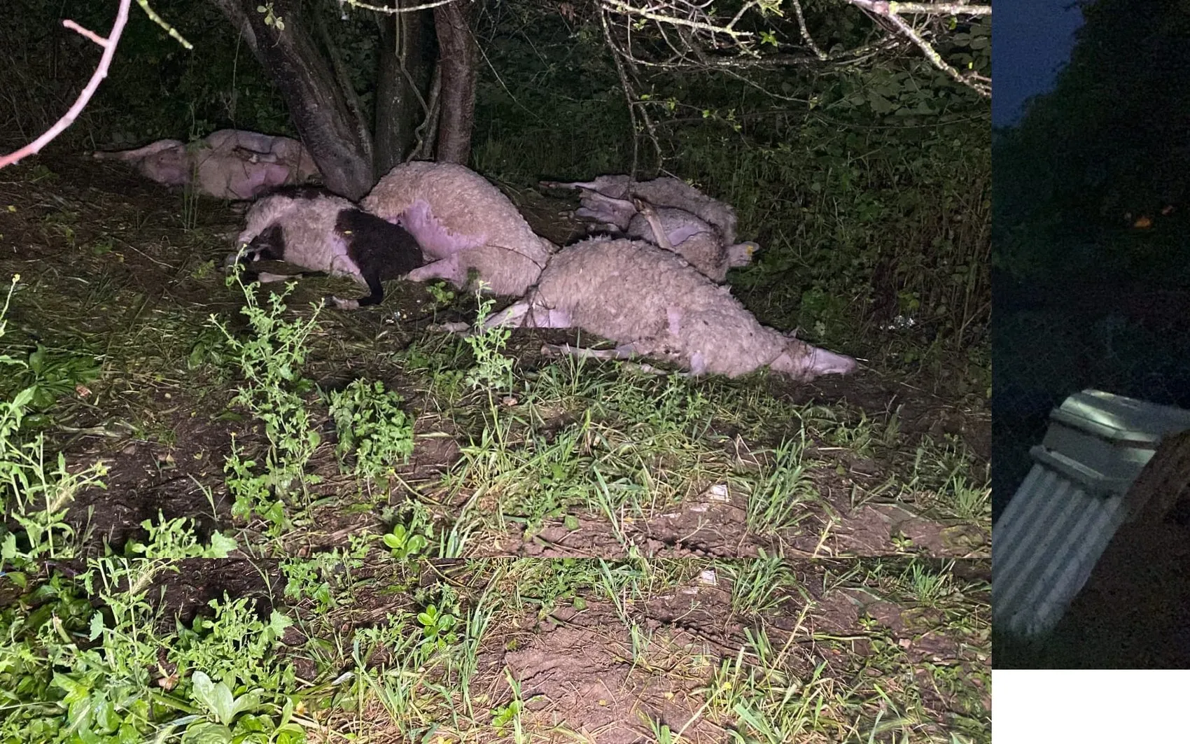 İnegöl’de yıldırım sürüyü vurdu 6 koyun telef oldu
