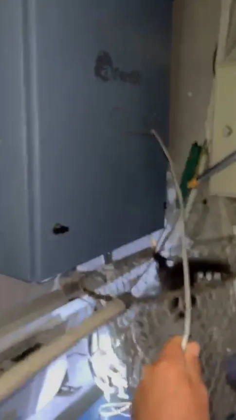 Adana'da elektrik panosuna sıkışan yavru sansarı itfaiye kurtardı
