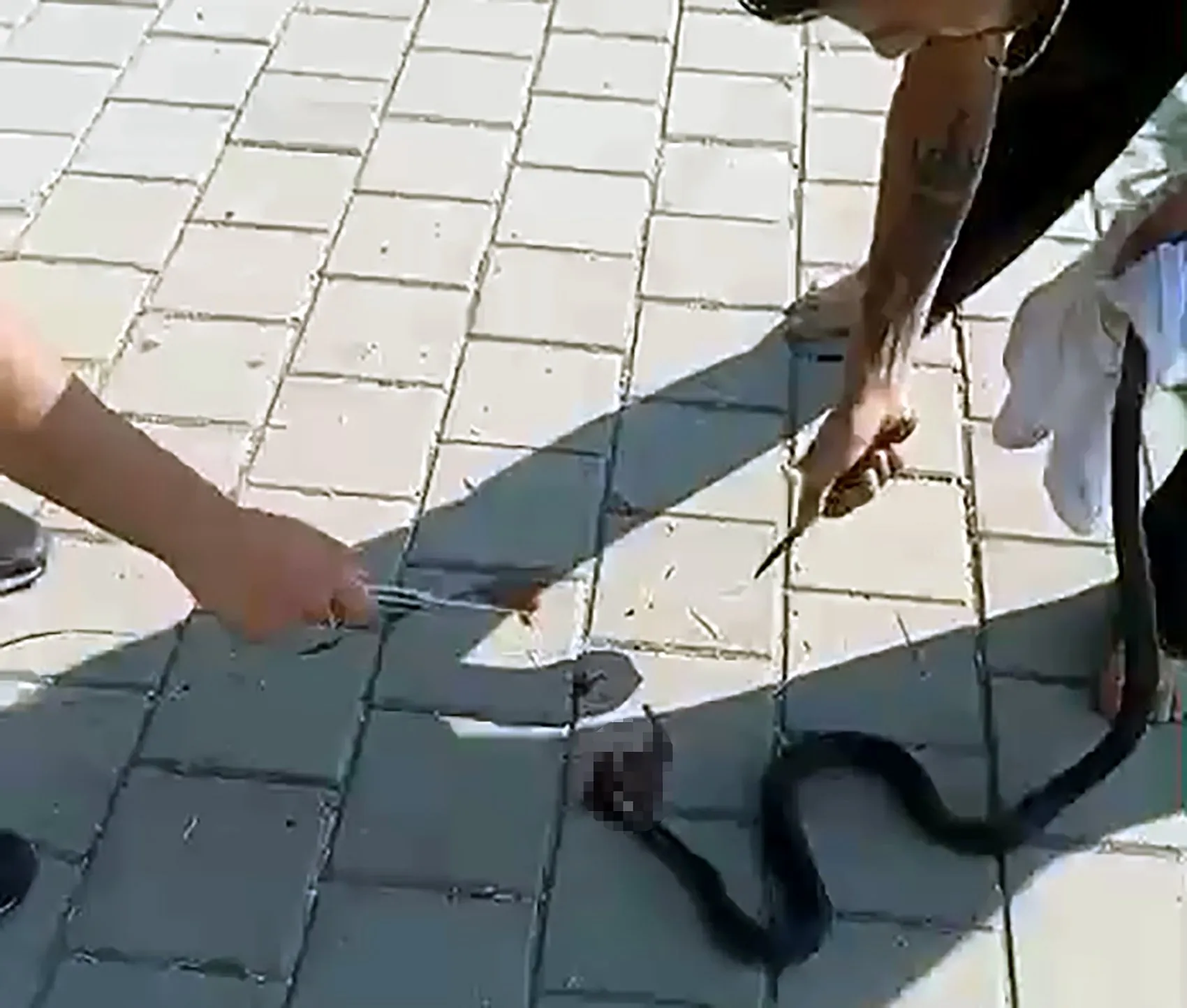 Adana'da nehir kenarında yılan vahşeti