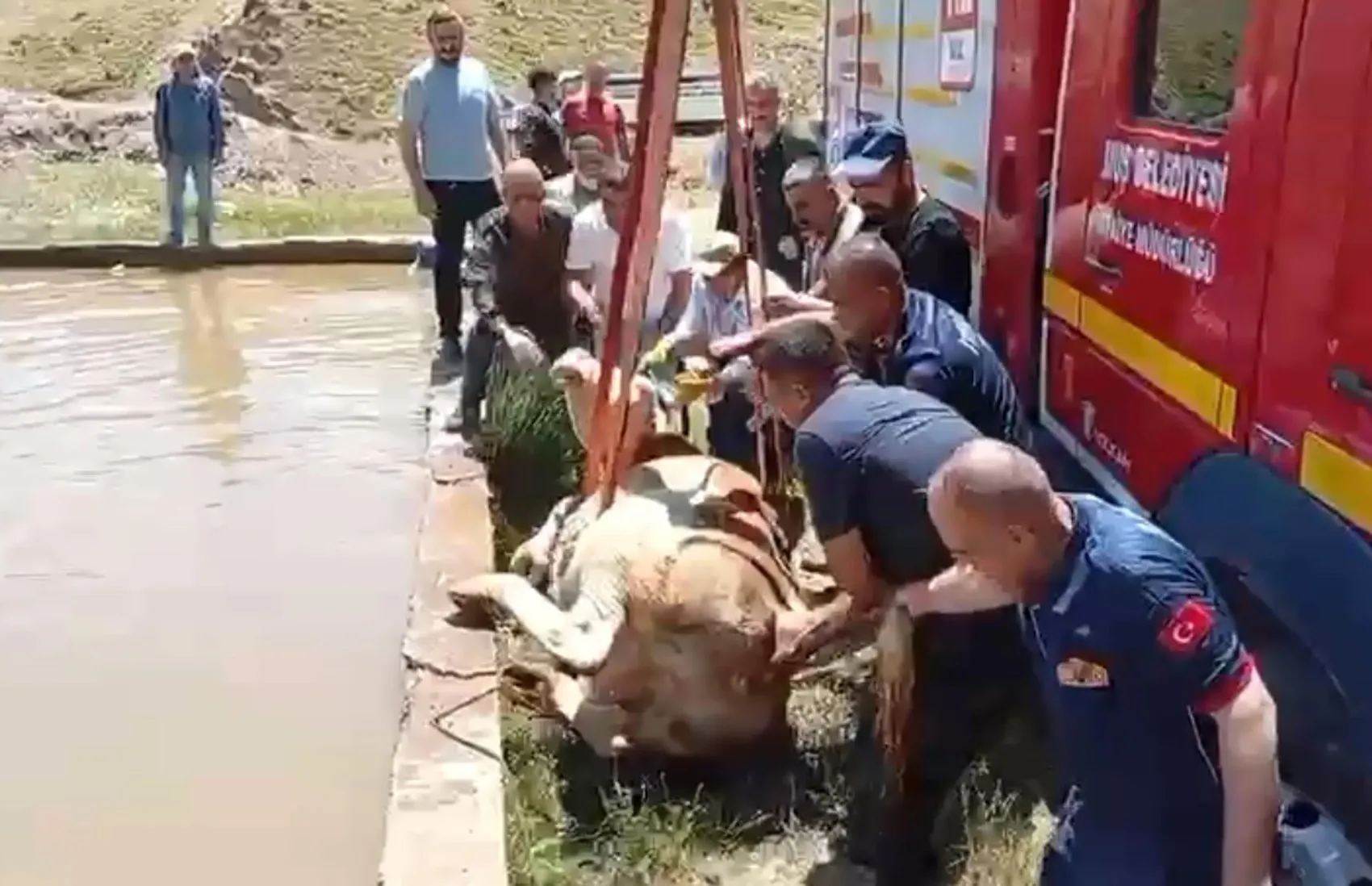 Muşta çamura saplanan inek itfaiye ekiplerince kurtarıldı