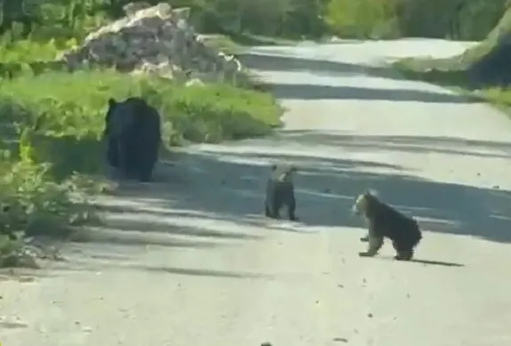 Düzce yollarında beklenmedik misafirler