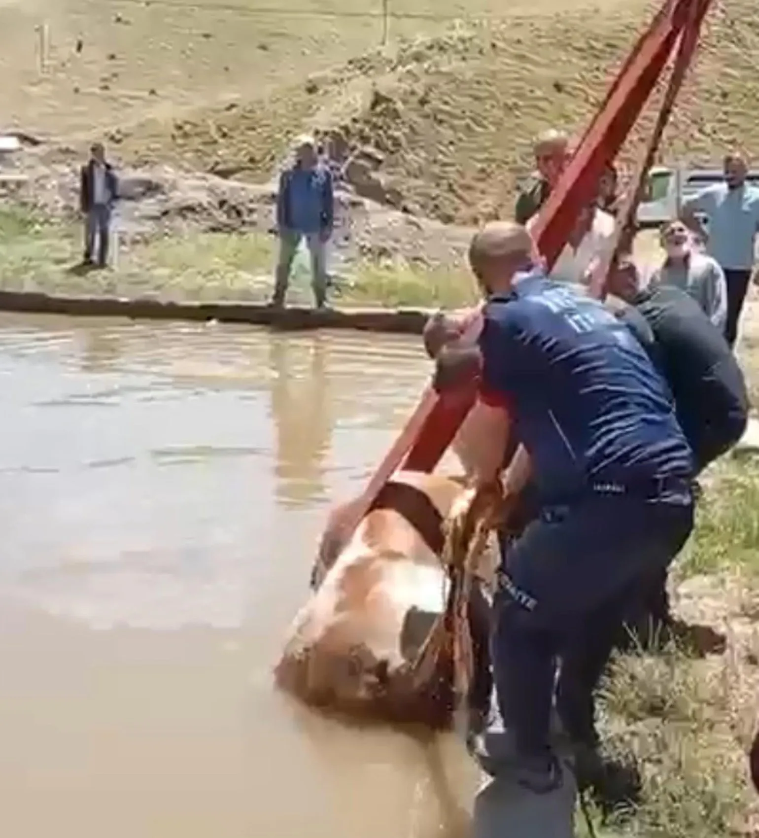 Muşta çamura saplanan inek itfaiye ekiplerince kurtarıldı