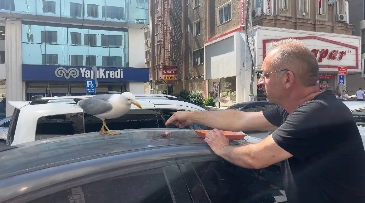 Gebze’deki kebapçının çatısından inen martı Pamuk mahalleli oldu