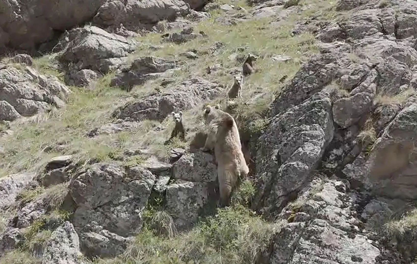 Erzurum dağlarında anne ayı ve yavrularının nadir anları