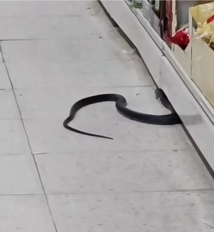 Andırın'da market rafında yılan paniği
