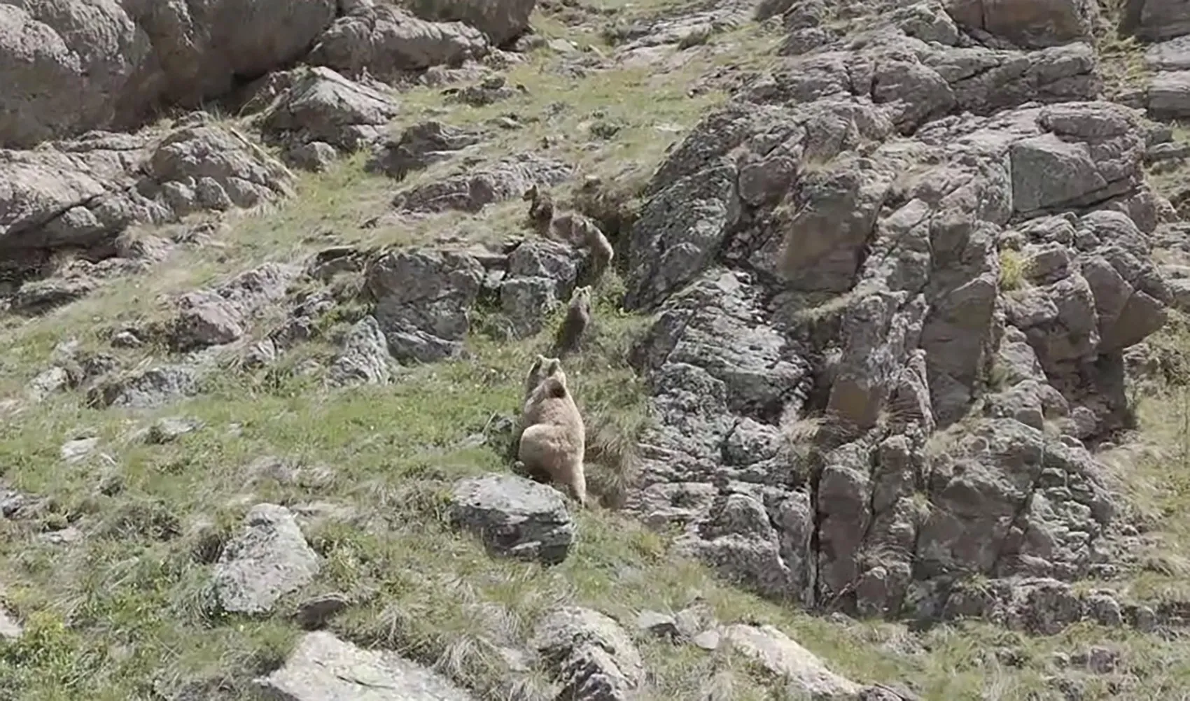 Erzurum dağlarında anne ayı ve yavrularının nadir anları