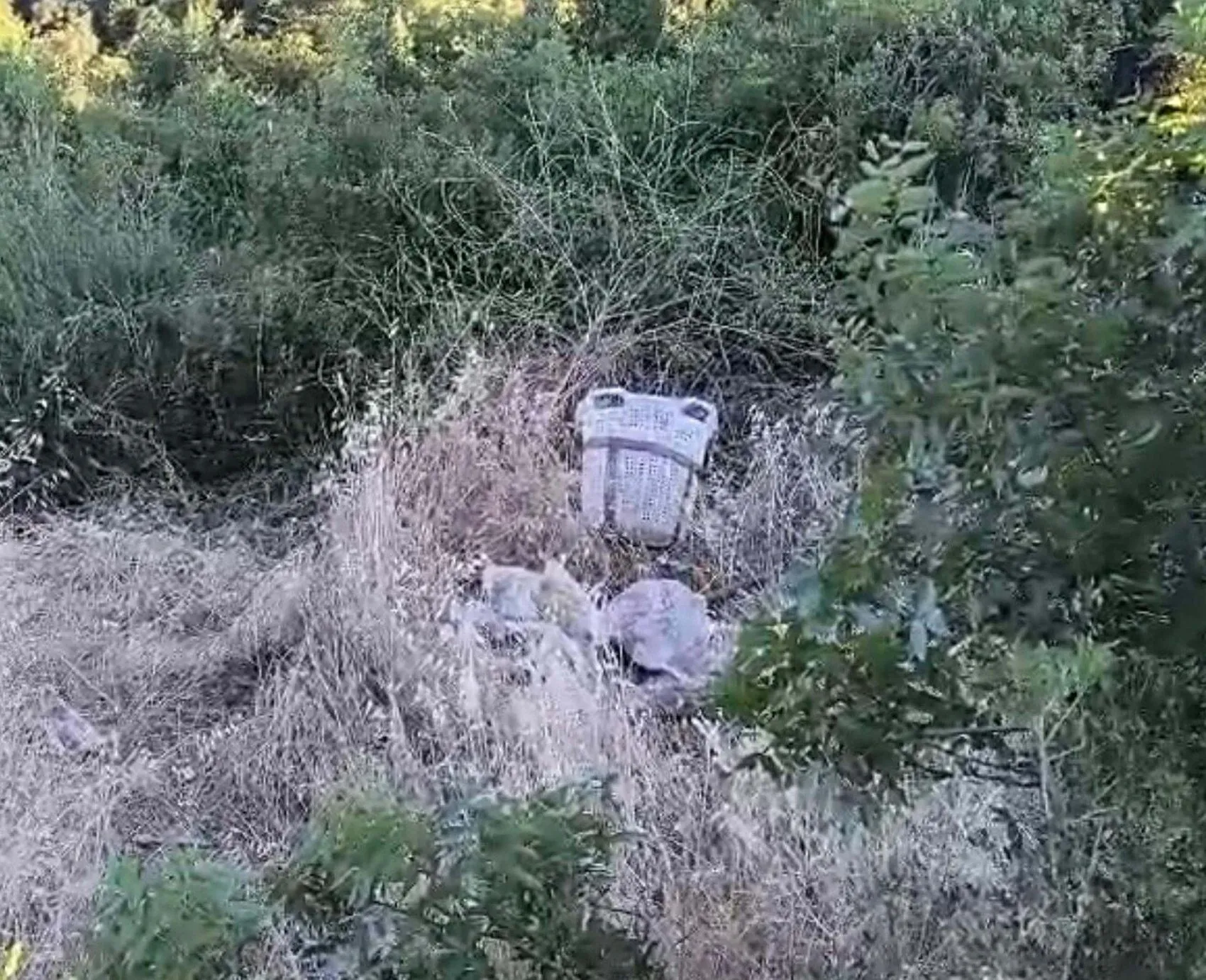 Manisa'da tarlada can pazarı Traktör kazası kamerada