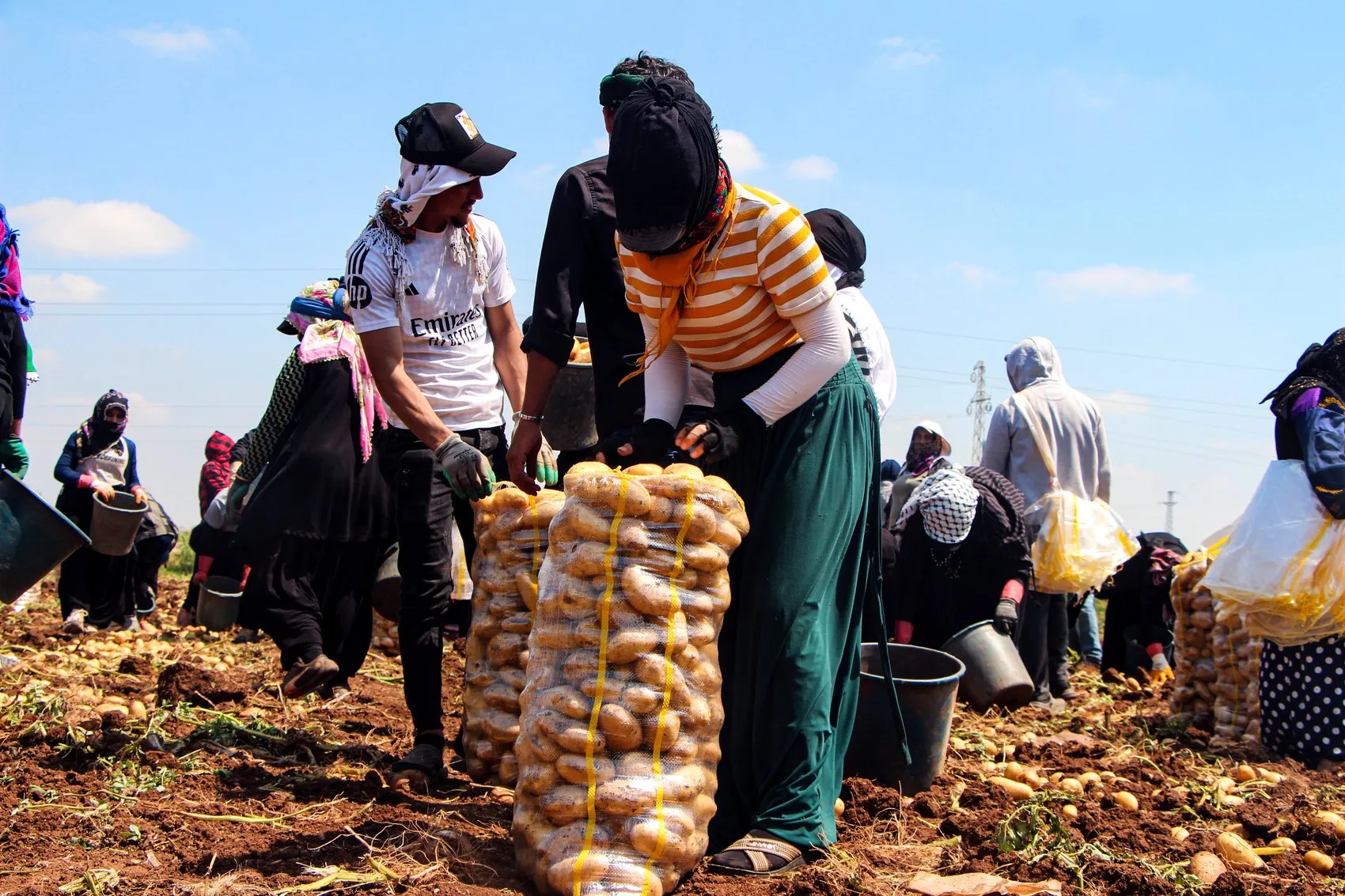 Çukurova’da patates bereketi fiyatı aşağı çekti