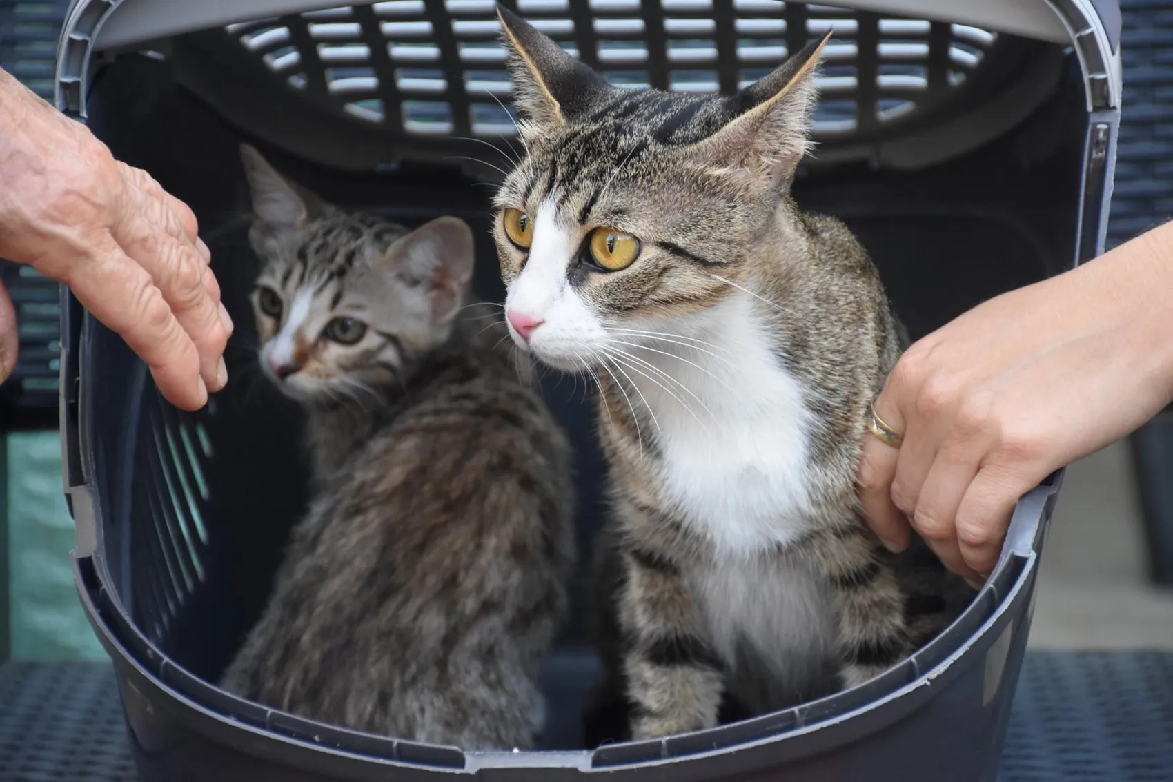 İzmir'de erkek sanılan kedi doğum yapınca herkes şoke oldu