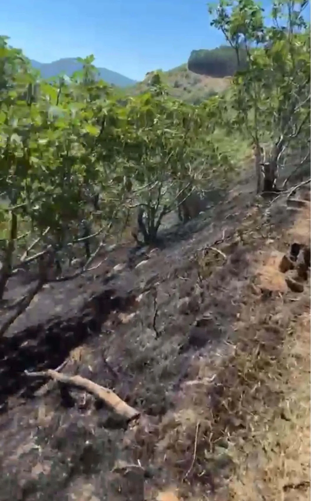 Nazilli'de bir öğle yemeği incir bahçesini küle çevirdi