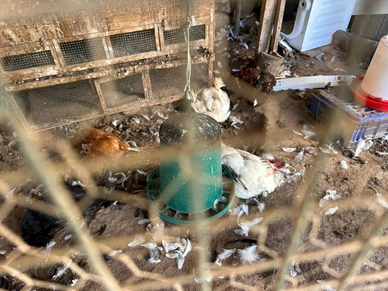 Mudanya'da başıboş köpekler kümese daldı