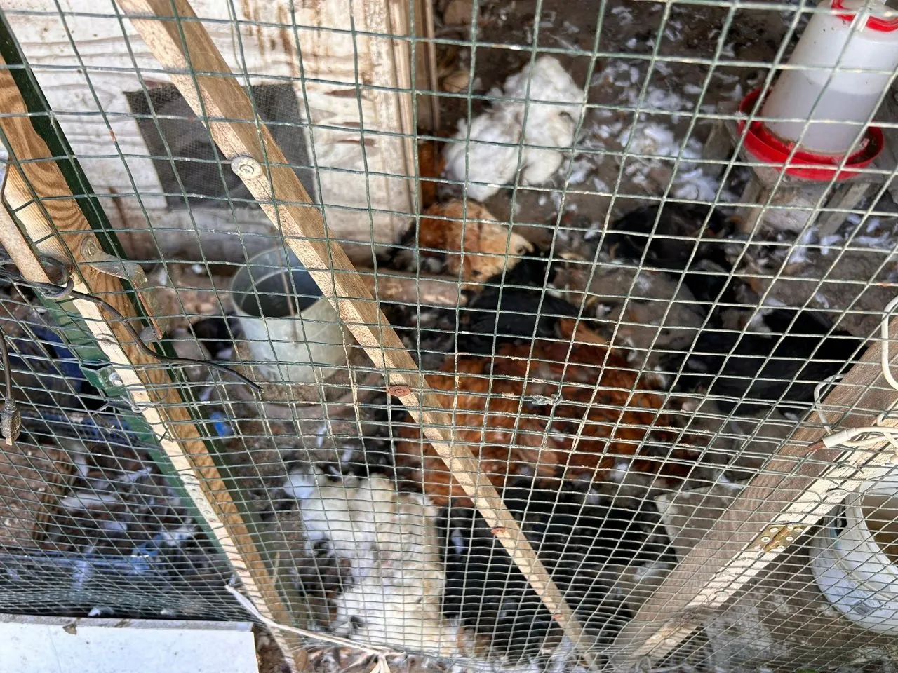 Mudanya'da başıboş köpekler kümese daldı