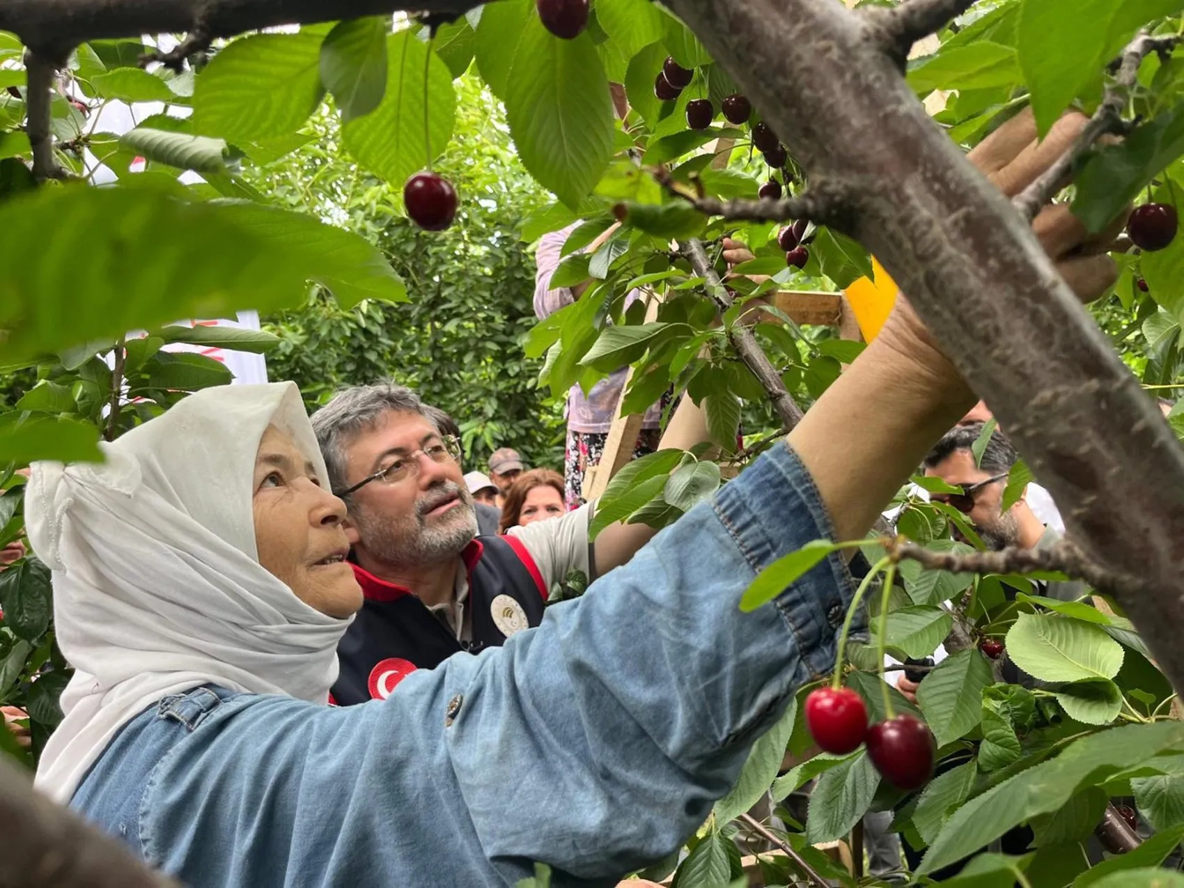 İzmir kirazında sezon açıldı üreticiye destek sözü geldi