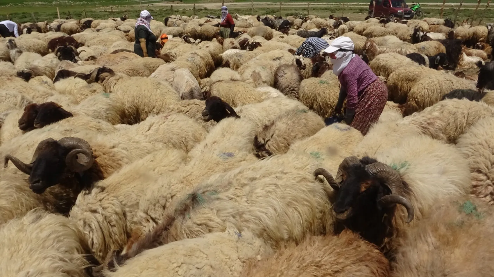 Yüksekova'da berivanlar gün ağarmadan yayla yoluna düşüyor