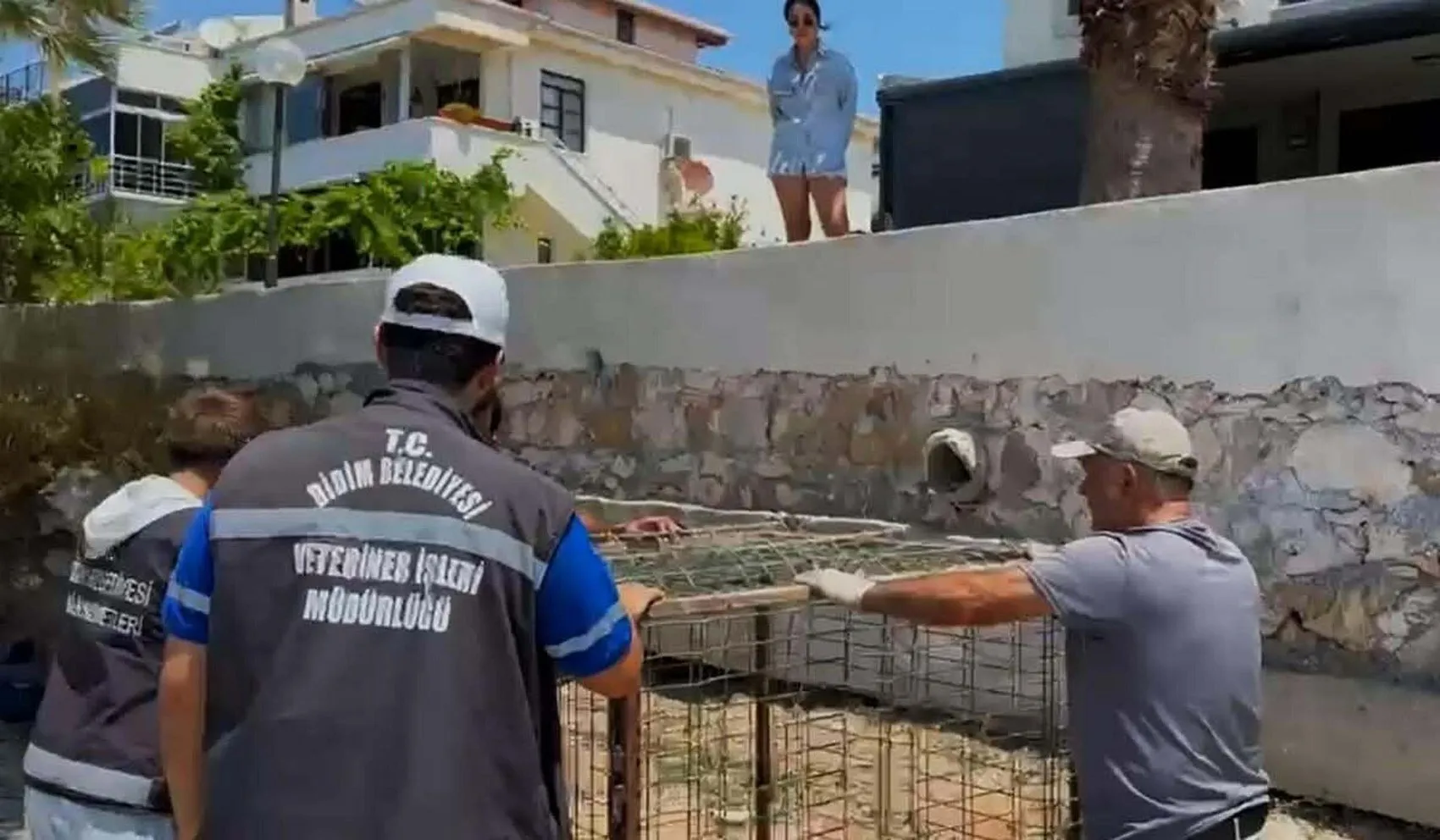 Didim sahillerine sürpriz ziyaretçi