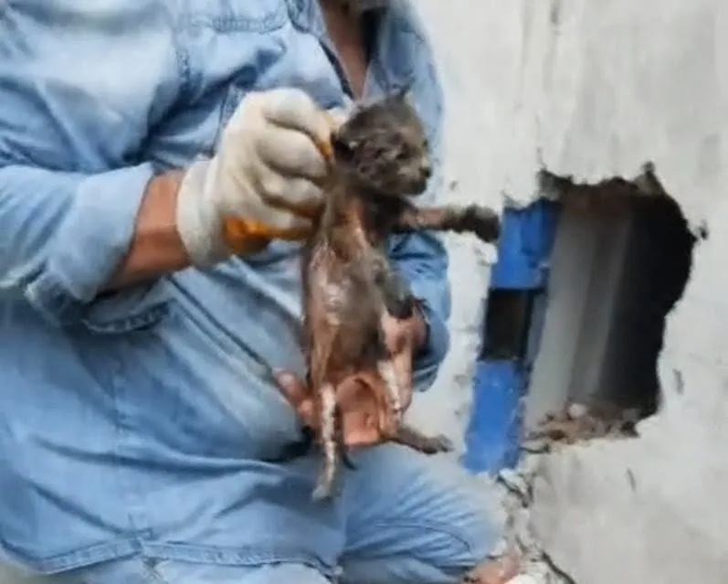 Amasya'da baca içine sıkışan kedi operasyonu