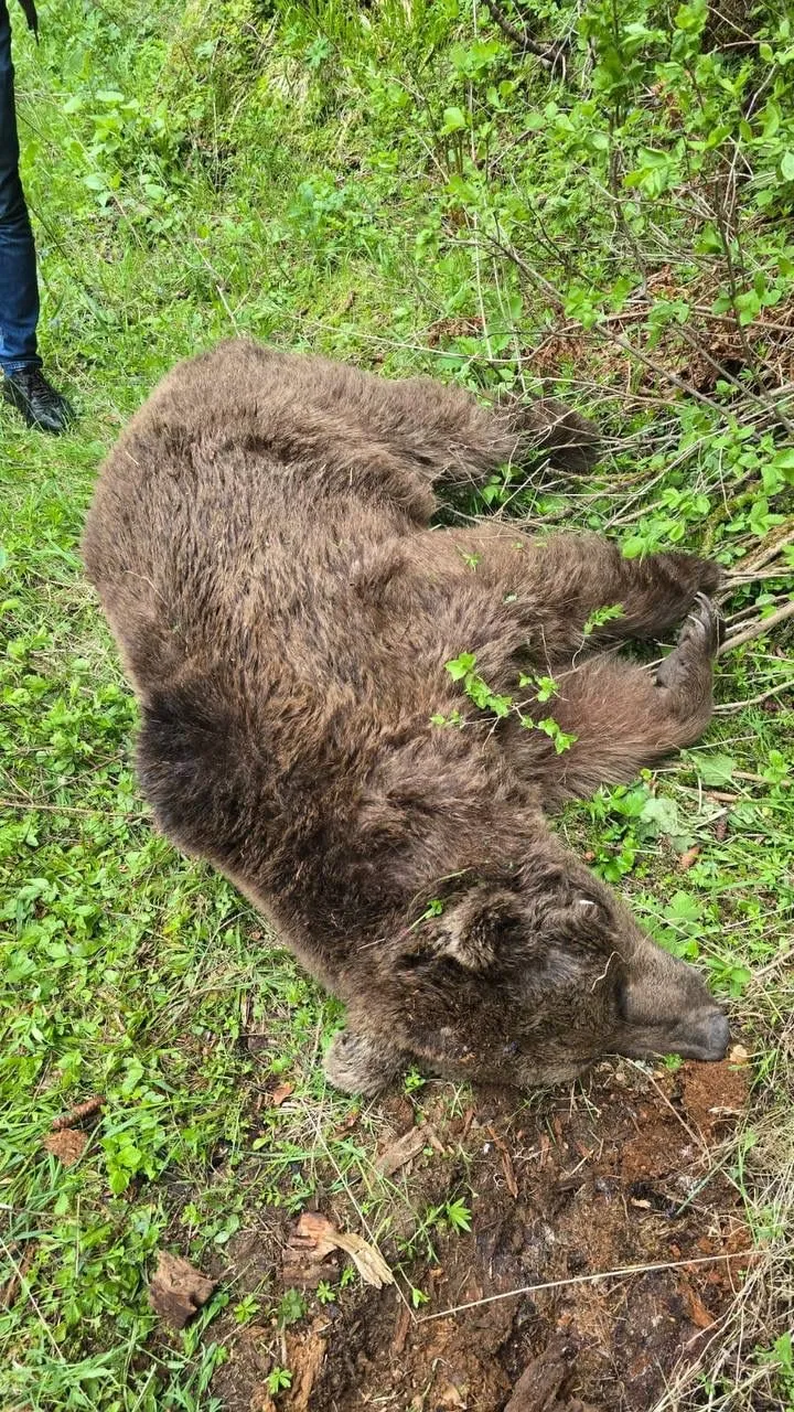 Artvin’de ayı saldırısına uğrayan köylü nacakla hayatını kurtardı