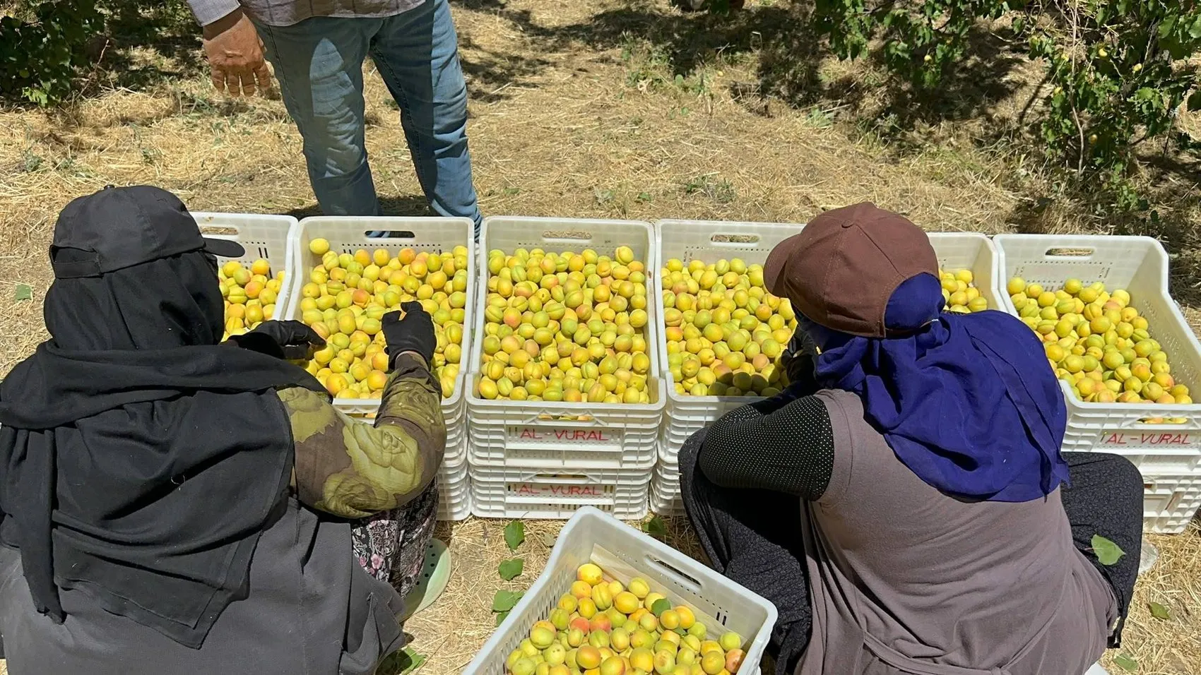Malatya’da kayısı bereketi geri döndü