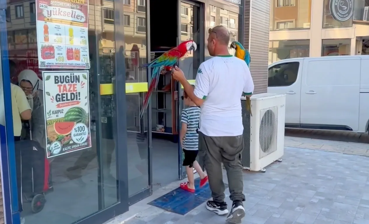 Bursa sokaklarında iki renkli yol arkadaşı