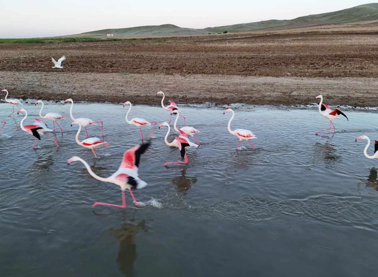 Flamingoların göç molası Aksaray semalarını renklendirdi