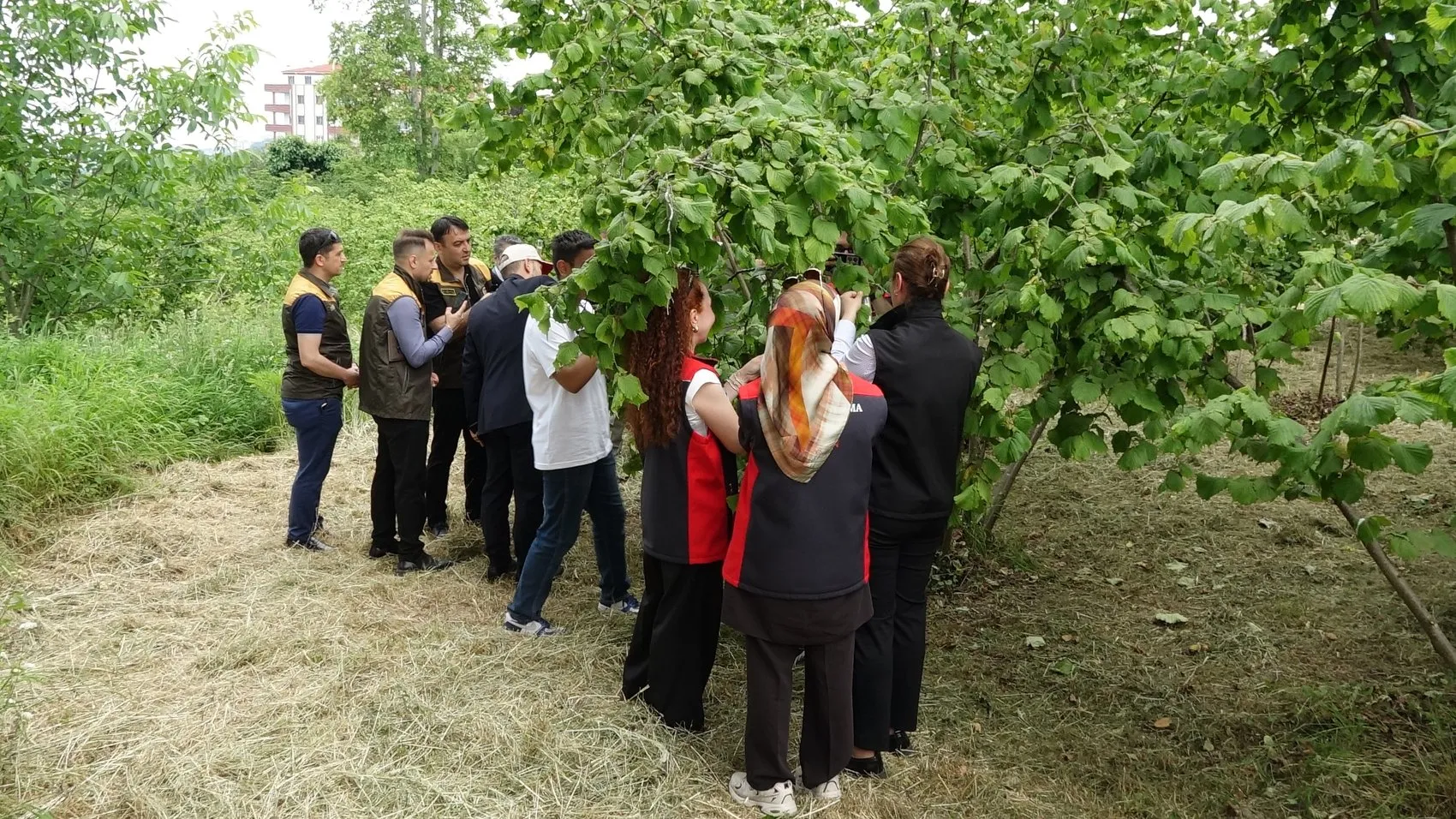 Fındığı kurtarmak için Trabzon bahçelerine samuray arıları bırakıldı