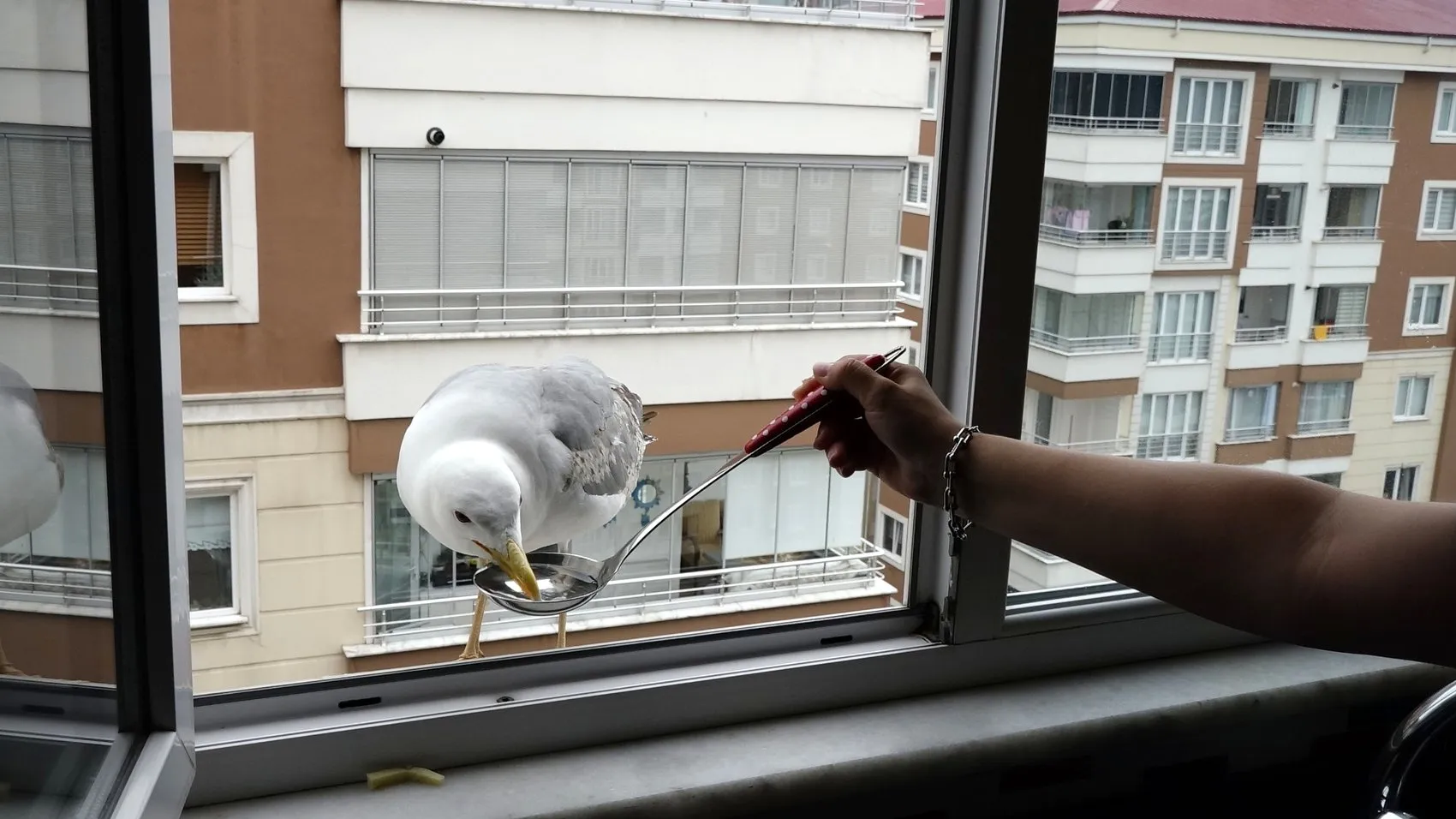 Trabzonlu öğretmenin mutfağındaki davetsiz ama sevimli misafir