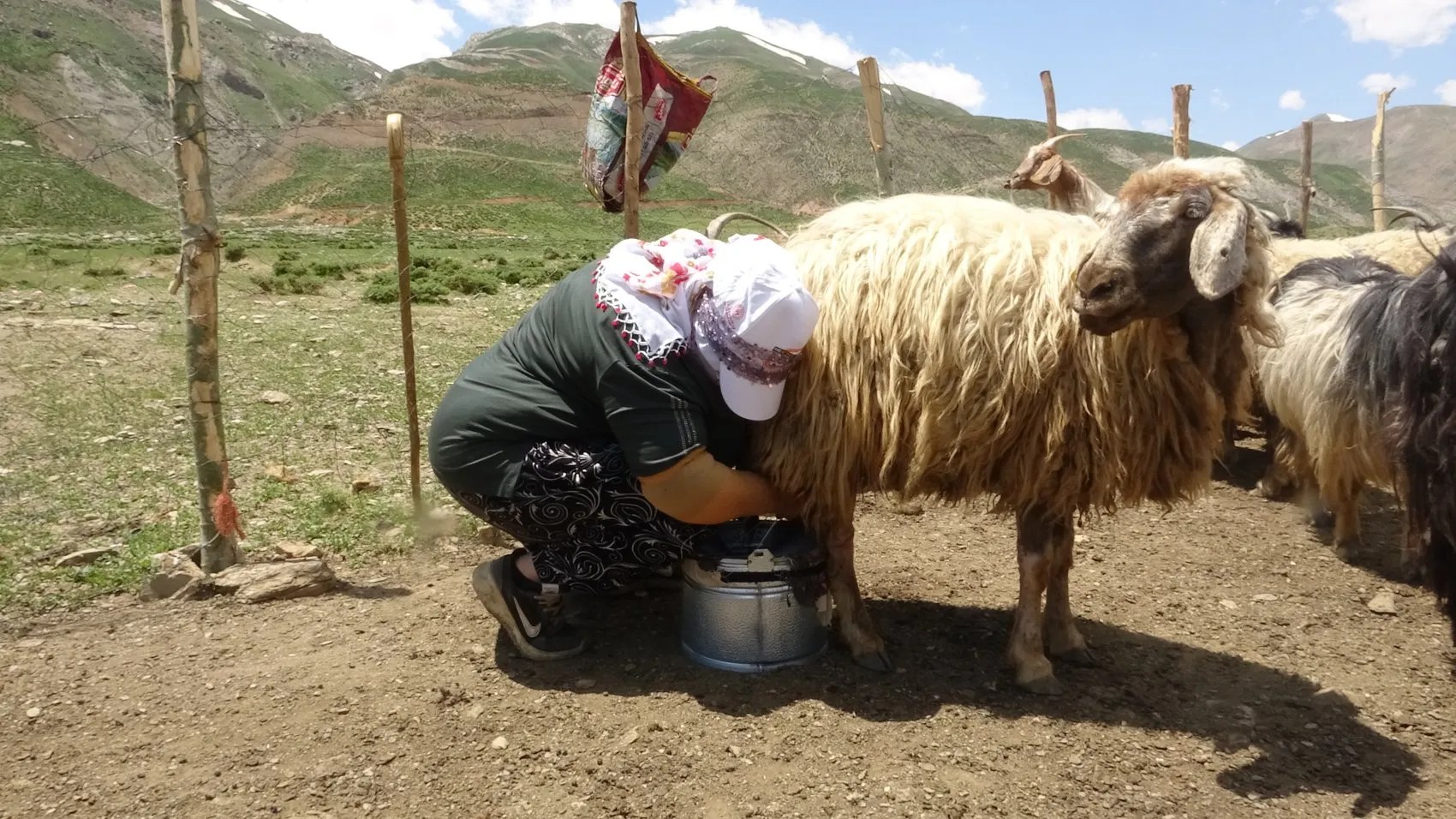 Yüksekova'da berivanlar gün ağarmadan yayla yoluna düşüyor
