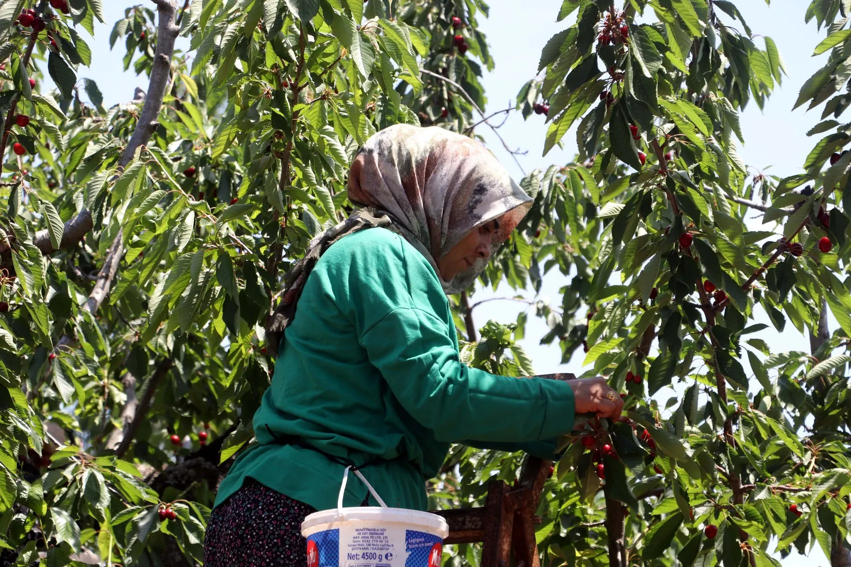 Gaziantep kirazında hüsran Üretici zararda, tüketici yüksek fiyatla karşı karşıya