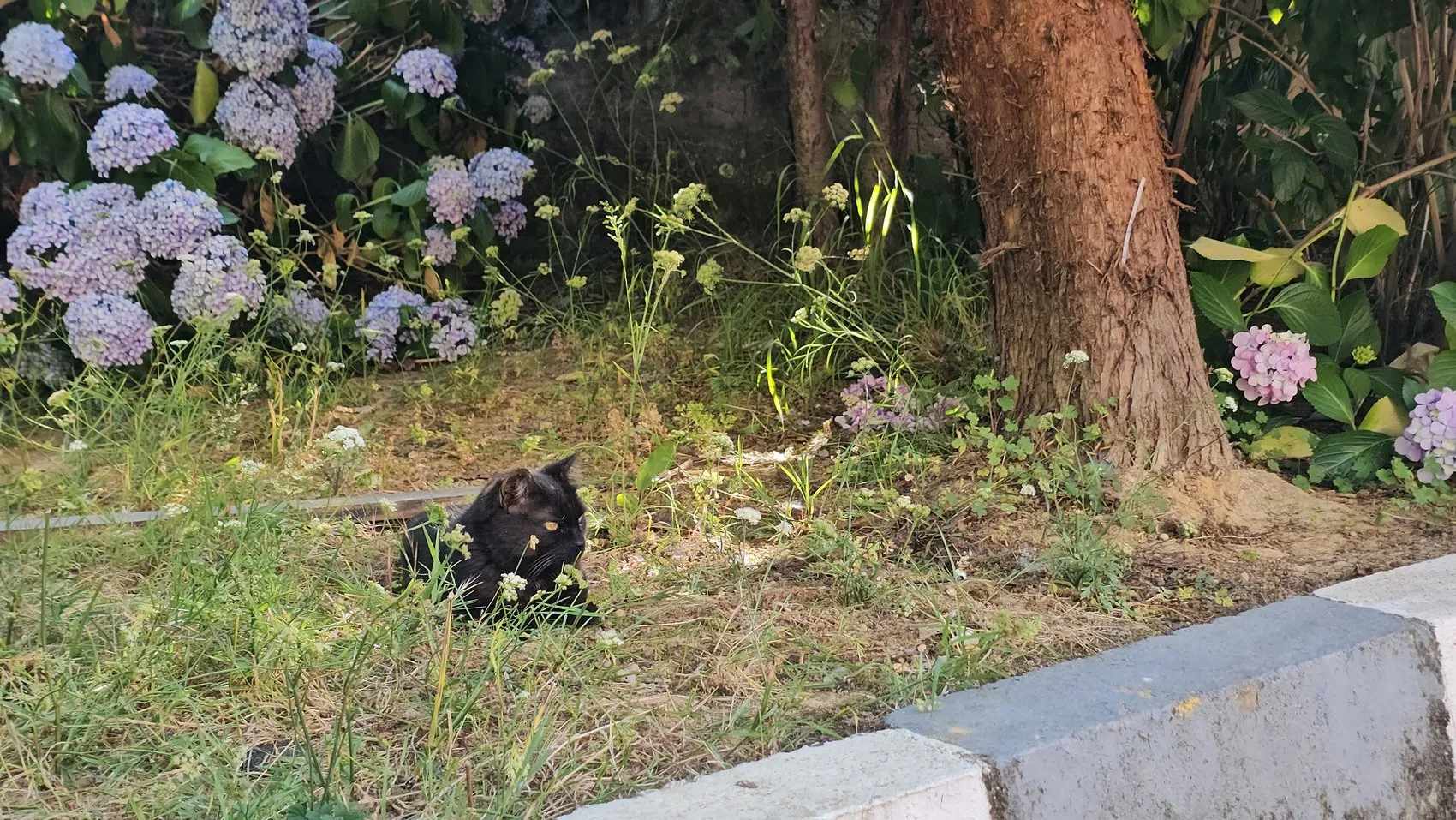 Zonguldak'ta öğretmenlerin örnek duyarlılığı Yaralı kediyi hayata döndürdüler