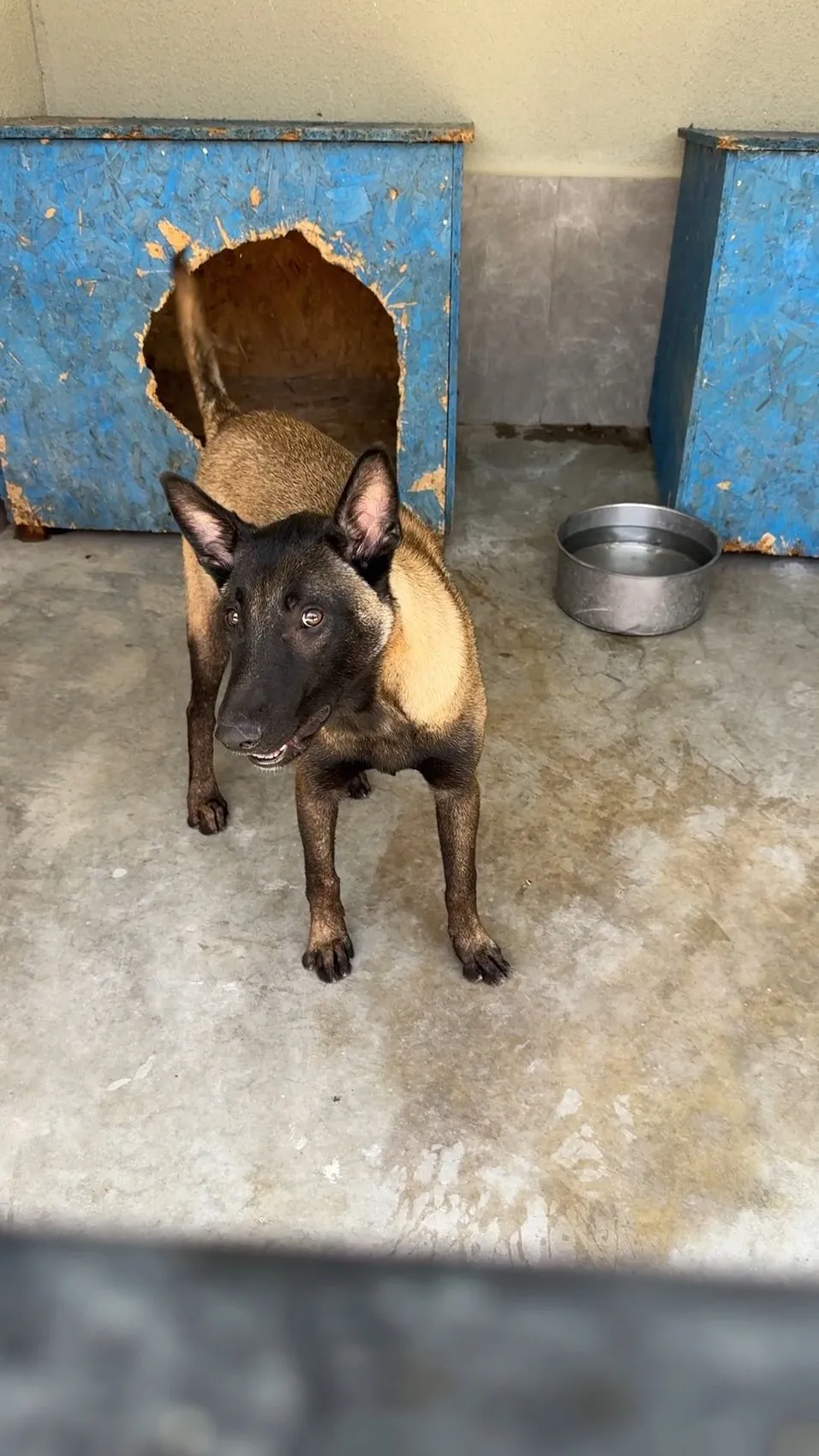 Avcılar'da köpeğe vahşice saldıran şahıs cezaevine gönderildi