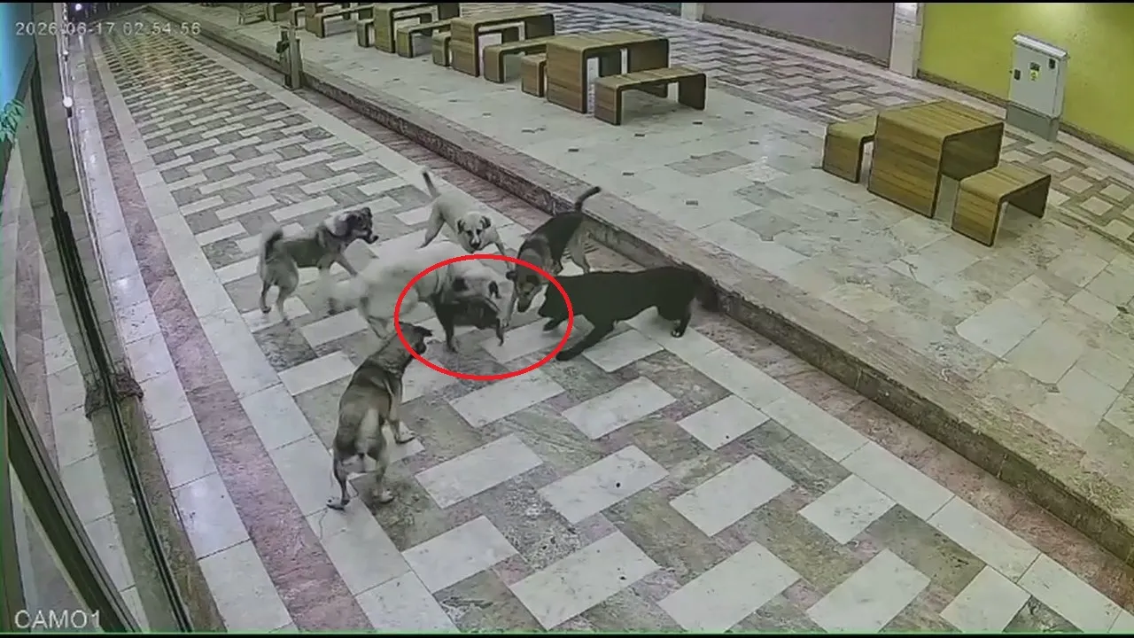 İskenderun çarşısında 6 köpeğin saldırısına uğrayan kedi can verdi