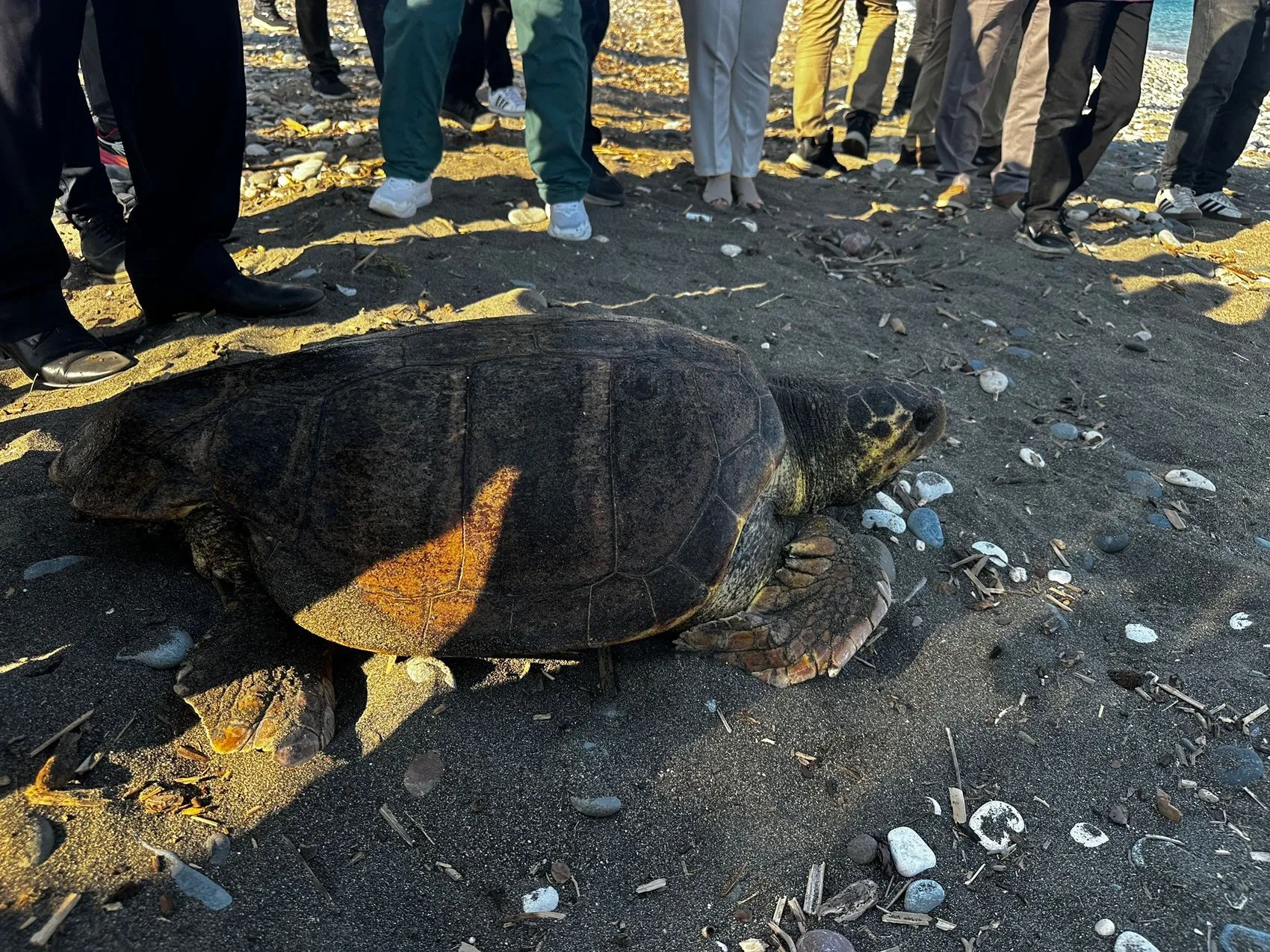 Mersin'de üç deniz kaplumbağası bir yıllık tedavinin ardından özgürlüğüne kavuştu