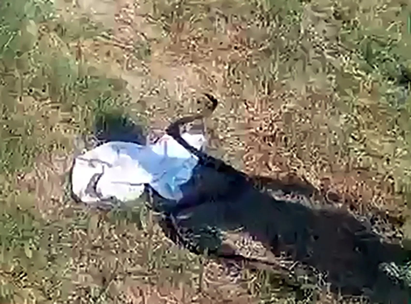 Adana'da nehir kenarında yılan vahşeti