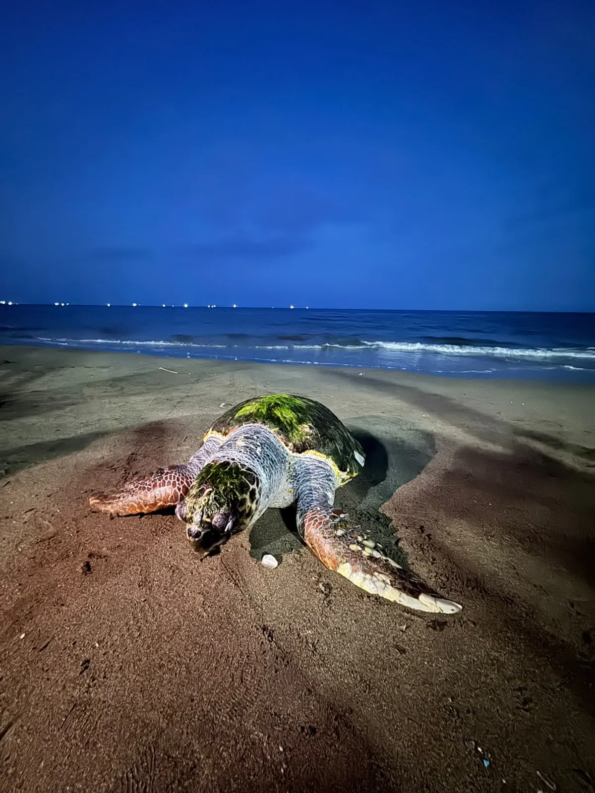 Mersin sahilinde üzücü manzara Bir caretta caretta daha öldü