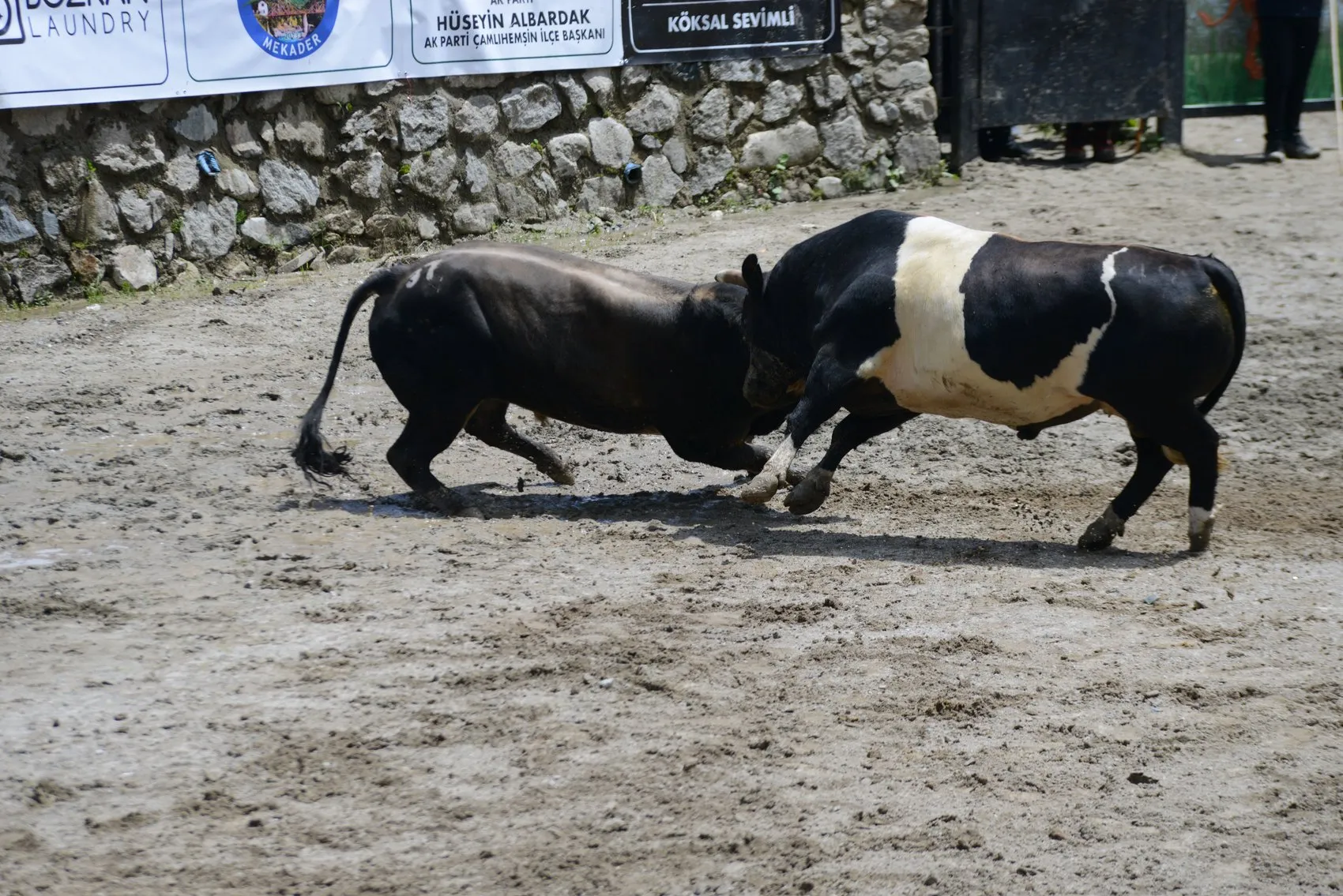 Ayder Yaylası’nda boğalar arenaya çıktı